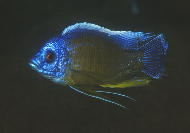Copadichromis borleyi 'Londo Bay'
